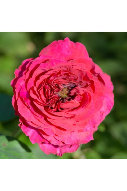 Густомахровый бутон розы La Rose des 4 Vents